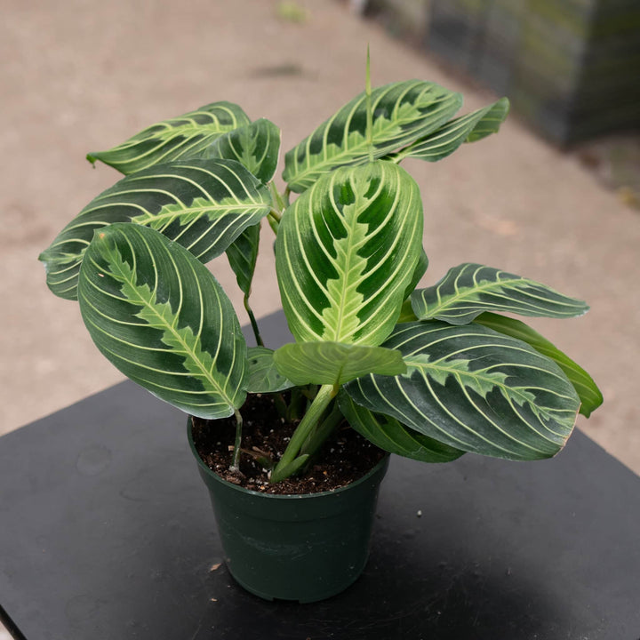 Gabriella Plants Calathea 4" Maranta leuconeura "Lemon Maranta"