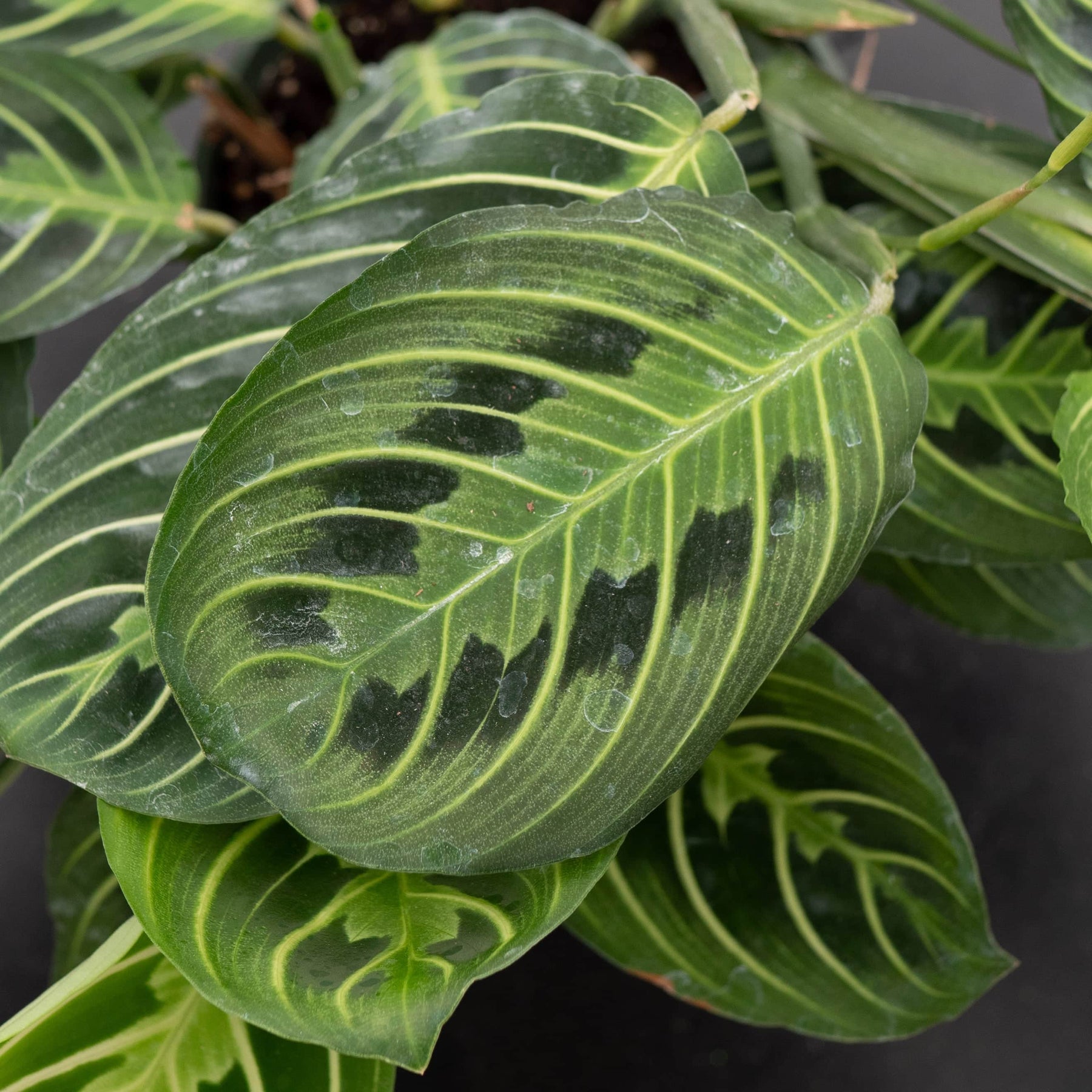 prayer plant light green leaves Maranta leuconeura "Lemon Maranta"