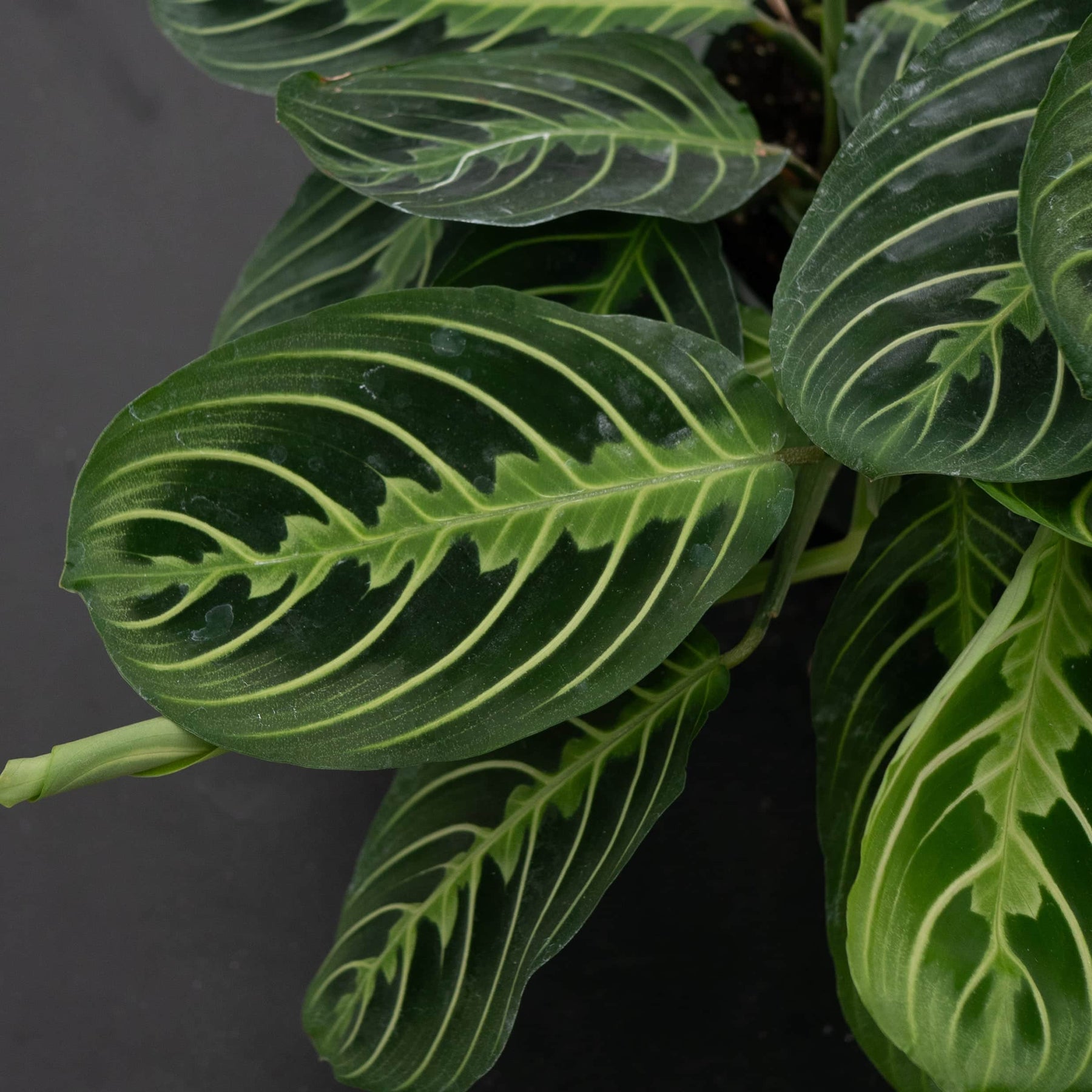 lemon maranta prayer plant Maranta leuconeura "Lemon Maranta"