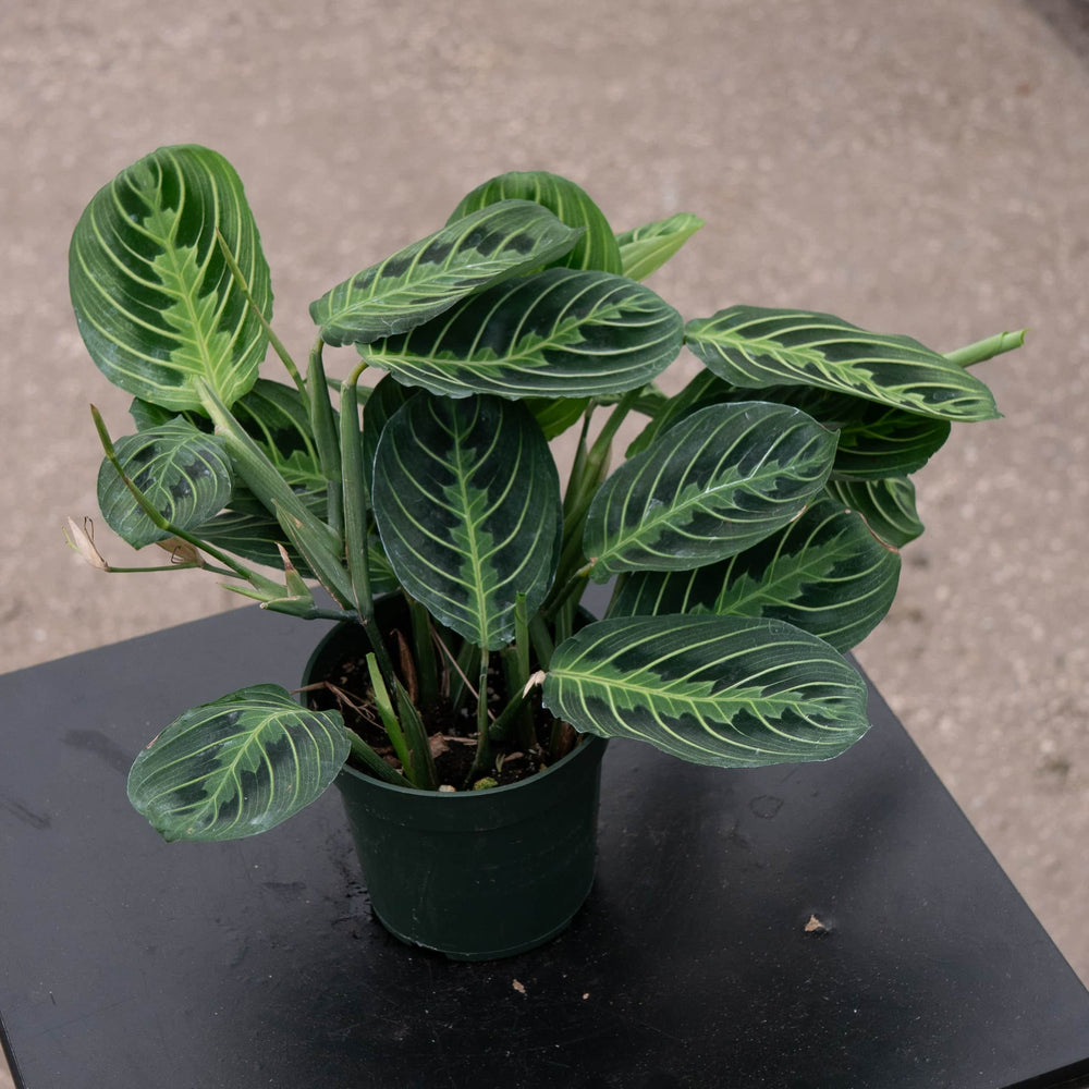 Gabriella Plants Calathea 4" Maranta leuconeura "Lemon Maranta"