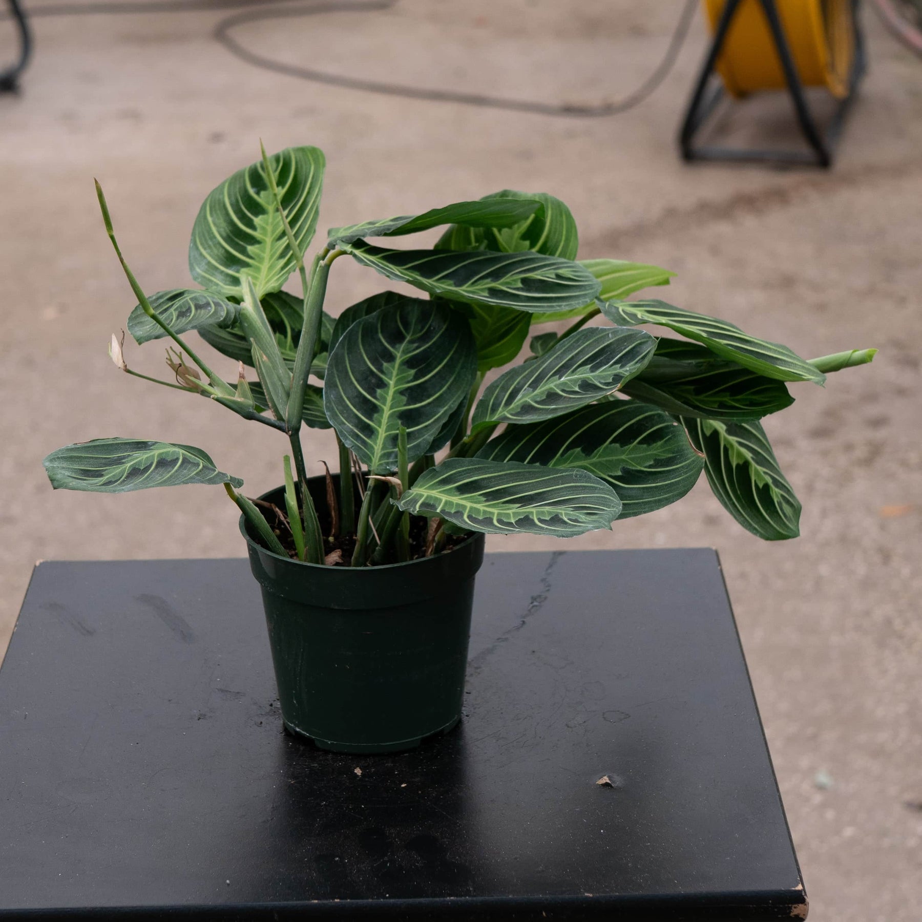 prayer plant not growing Maranta leuconeura "Lemon Maranta"