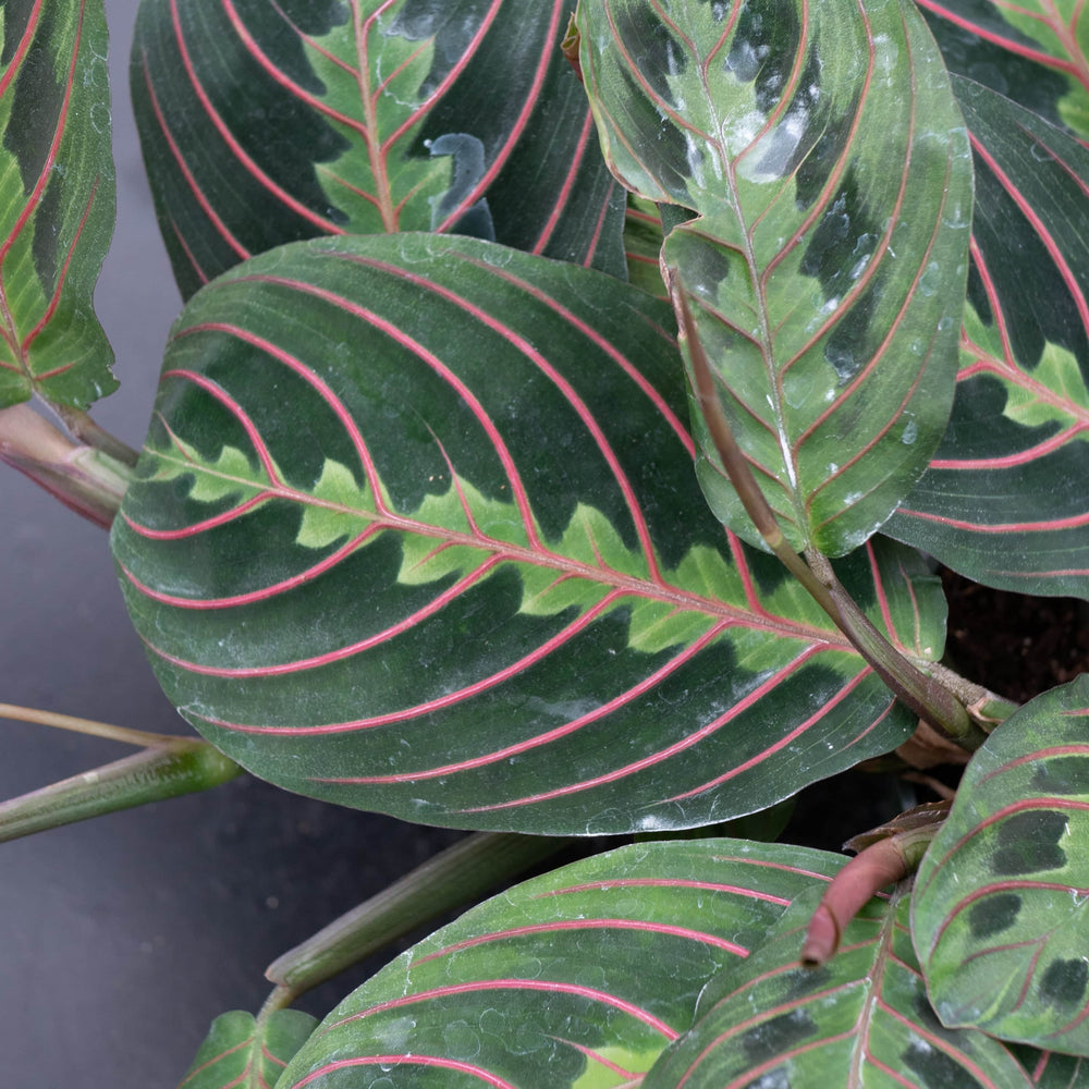 Gabriella Plants Other 4" Maranta leuconeura ‘Red Maranta’