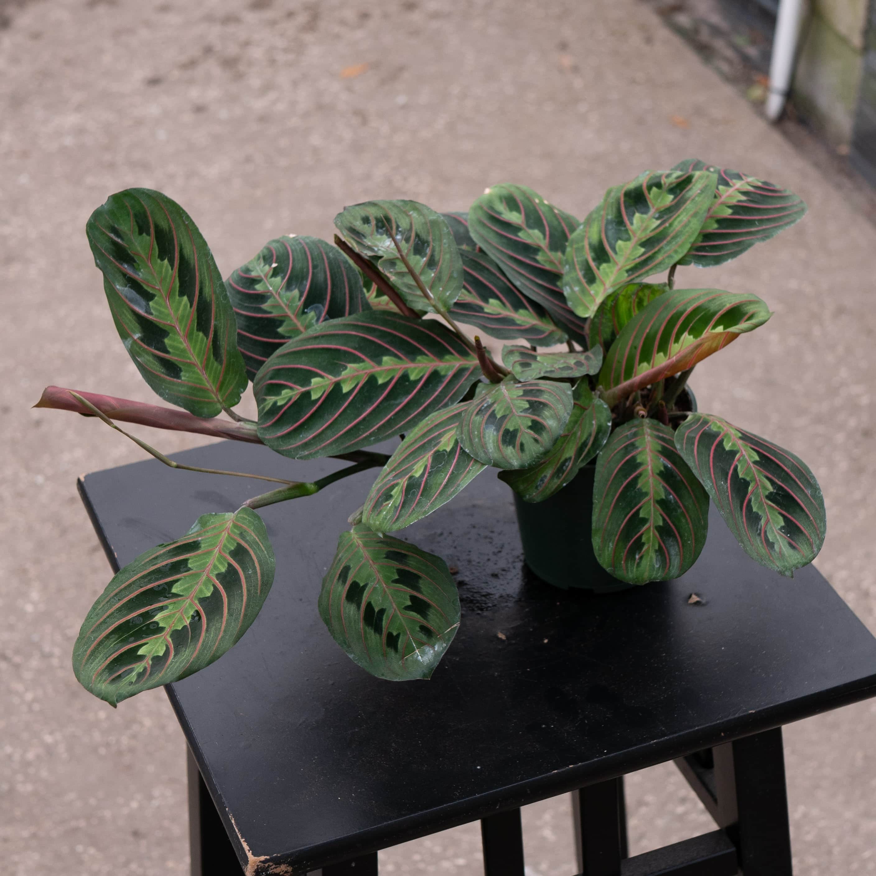Display Maranta Collection Maranta Animaux