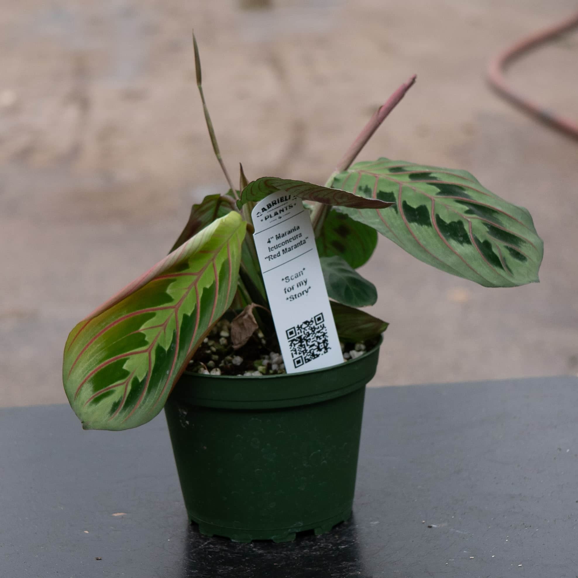 Wekiva Foliage Red Maranta Prayer Plant - 4 Live Starter Plants - Maranta Leuconeura 'Erythroneura'