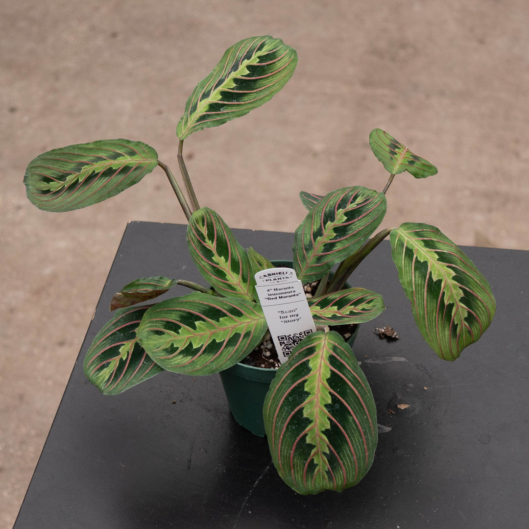 Gabriella Plants Other 4" Maranta leuconeura ‘Red Maranta’