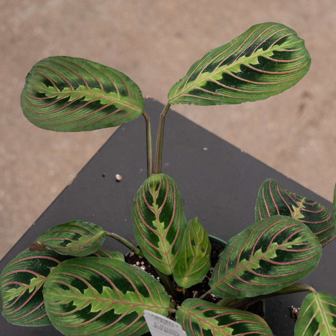 Gabriella Plants Other 4" Maranta leuconeura ‘Red Maranta’