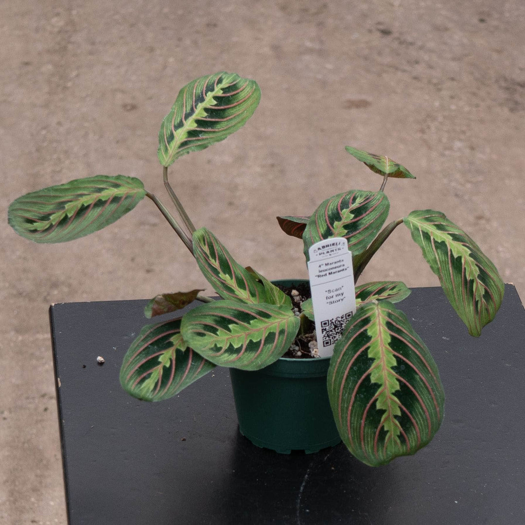 Gabriella Plants Other 4" Maranta leuconeura ‘Red Maranta’