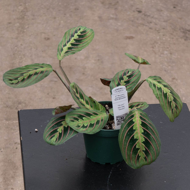 Gabriella Plants Other 4" Maranta leuconeura ‘Red Maranta’