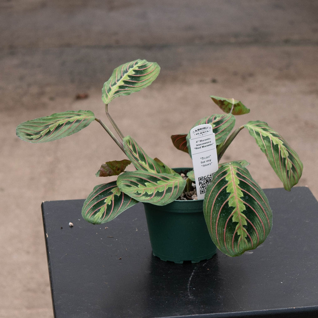 Gabriella Plants Other 4" Maranta leuconeura ‘Red Maranta’