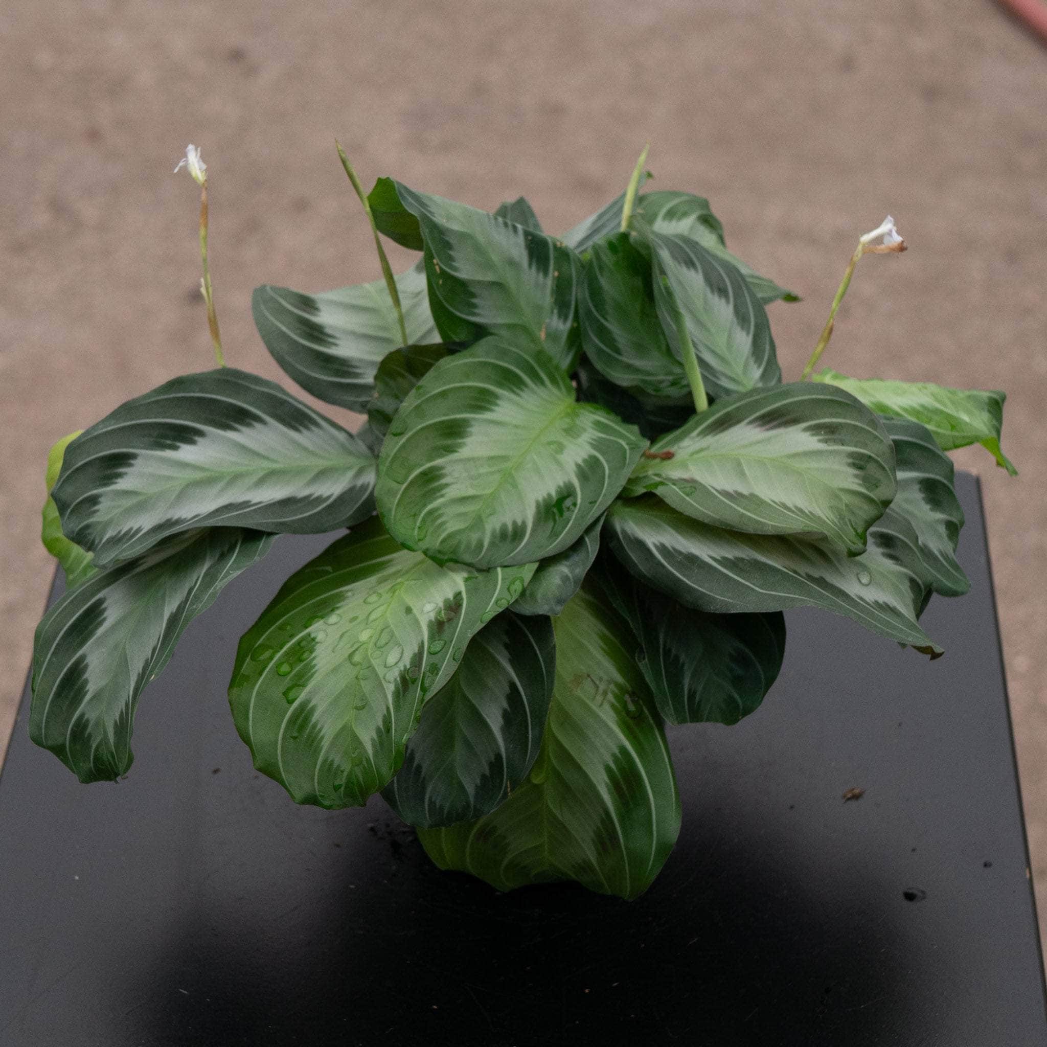 Maranta leuconeura 'Silver Band' - Gabriella Plants