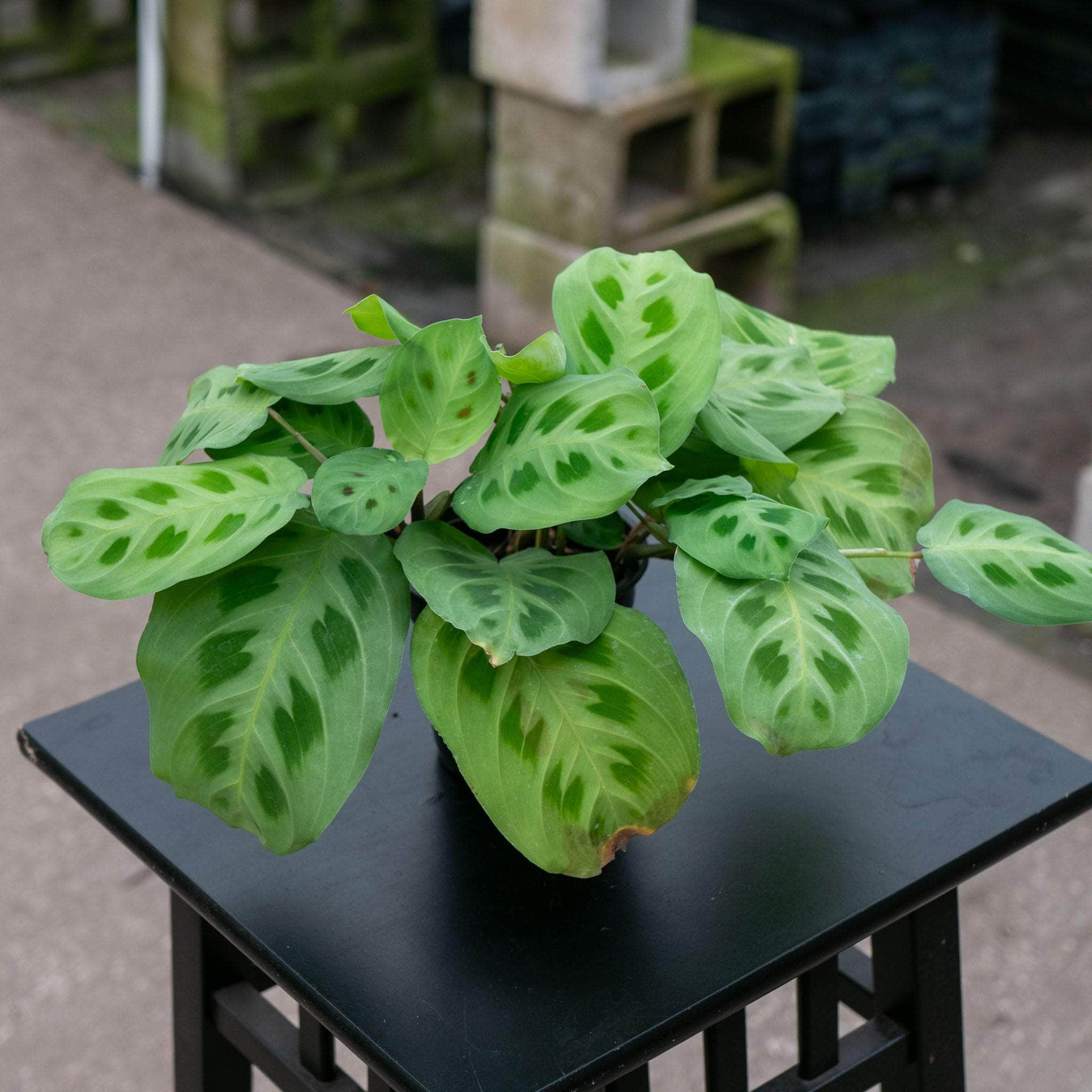 prayer plant maranta leuconeura kerchoveana Maranta leuconeura var. kerchoveana "Green Maranta"