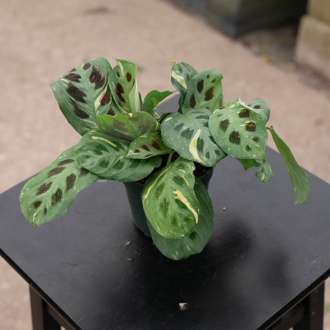 Gabriella Plants Marantaceae 4" Maranta leuconeura var. kerchoveana 'Variegata' 'Beauty Kim'