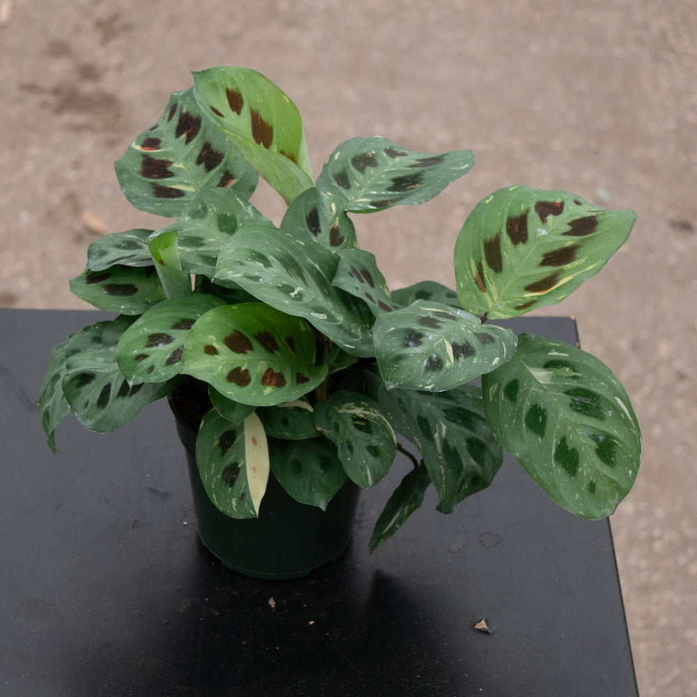 Gabriella Plants Marantaceae 4" Maranta leuconeura var. kerchoveana 'Variegata' 'Beauty Kim'