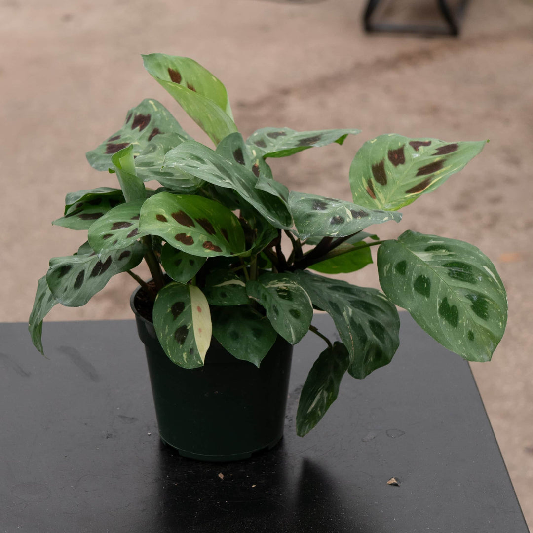 Gabriella Plants Marantaceae 4" Maranta leuconeura var. kerchoveana 'Variegata' 'Beauty Kim'