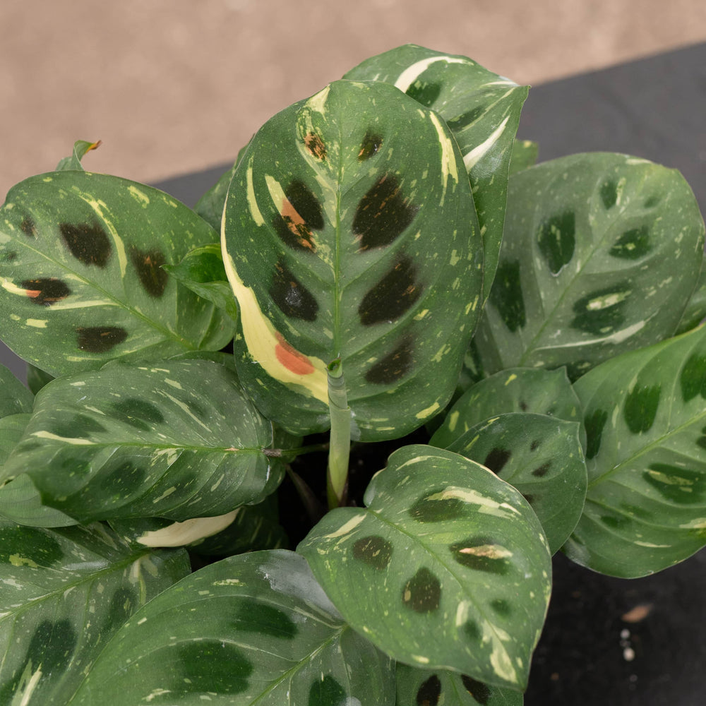 kim prayer plant Maranta leuconeura var. kerchoveana 'Variegata' 'Beauty Kim'