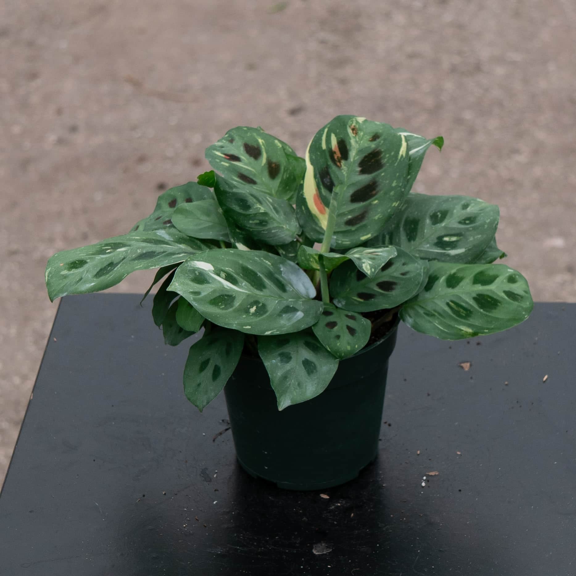 Maranta leuconeura var. kerchoveana 'Variegata' 'Beauty Kim'