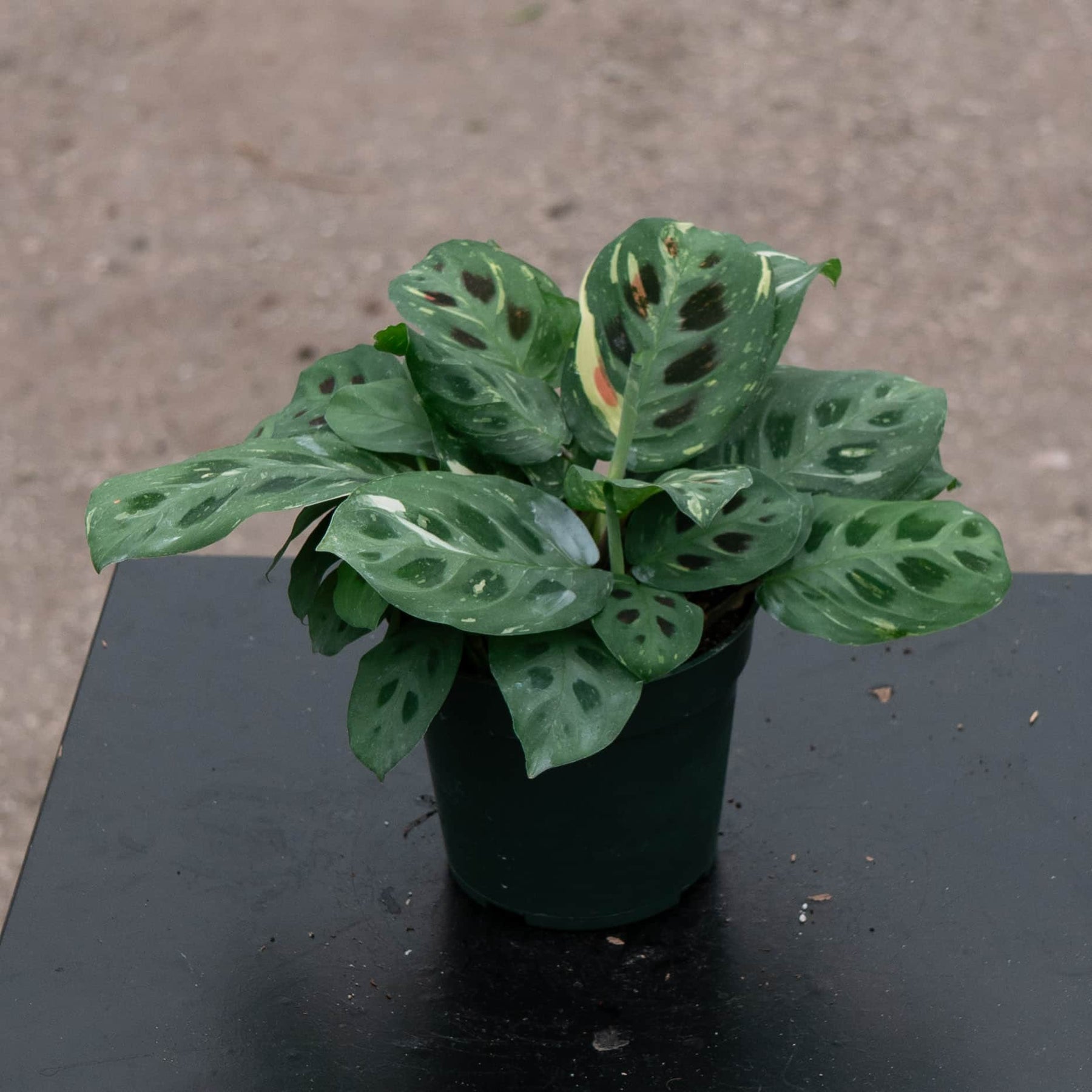 beauty kim prayer plant Maranta leuconeura var. kerchoveana 'Variegata' 'Beauty Kim'