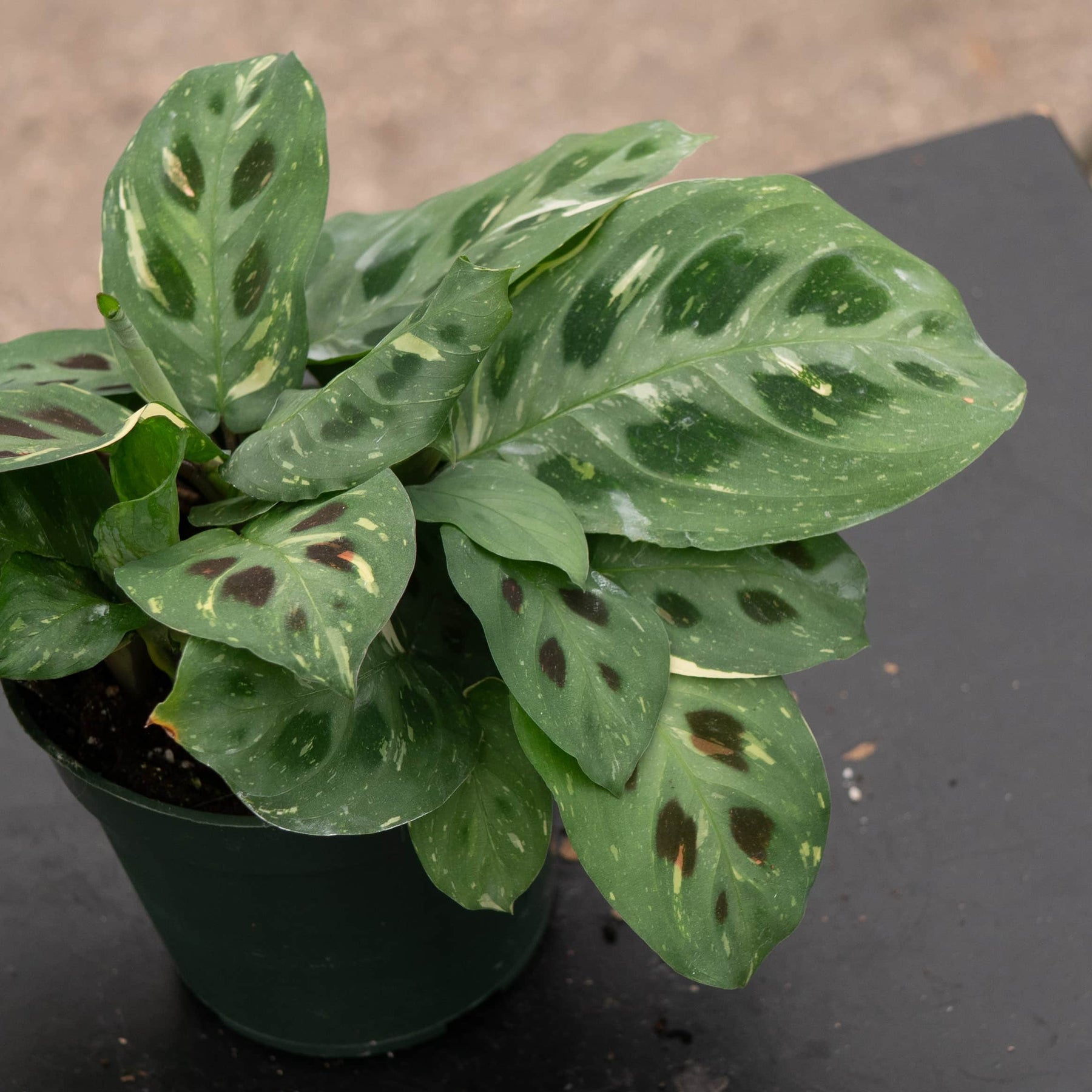 prayer plant kim Maranta leuconeura var. kerchoveana 'Variegata' 'Beauty Kim'
