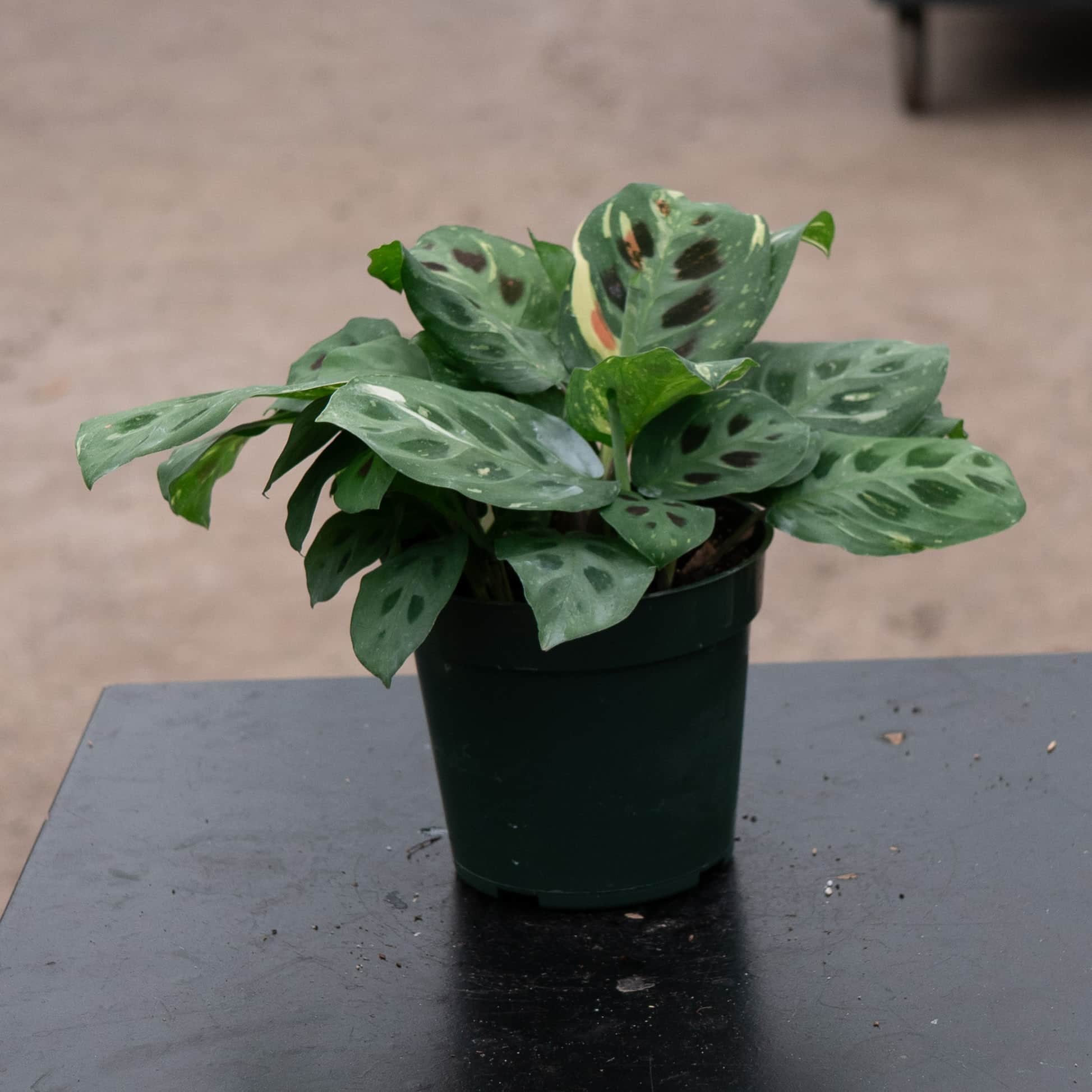 maranta kerchoveana variegata Maranta leuconeura var. kerchoveana 'Variegata' 'Beauty Kim'