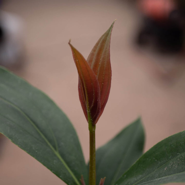 Gabriella Plants Other Medinilla apoensis