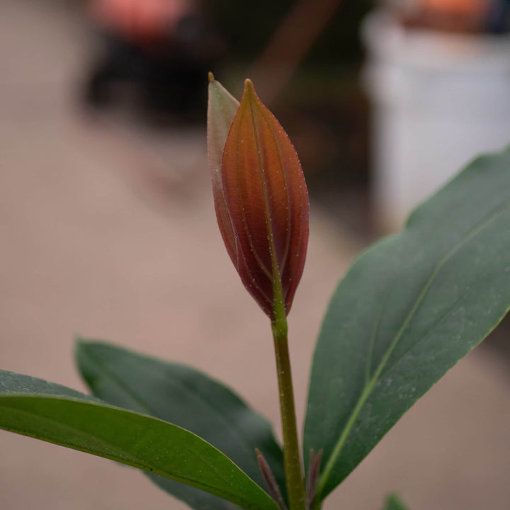 Gabriella Plants Other Medinilla apoensis