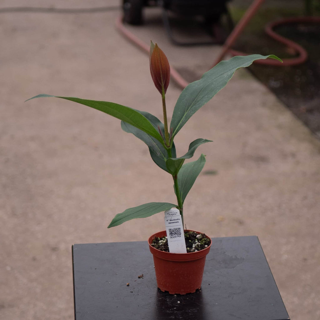 Gabriella Plants Other Medinilla apoensis