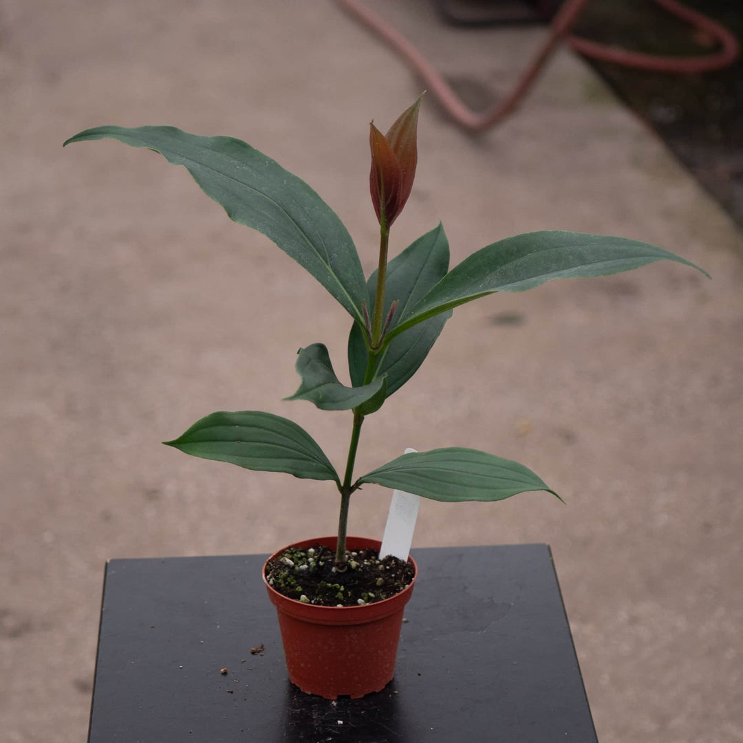 Gabriella Plants Other 4" Medinilla apoensis