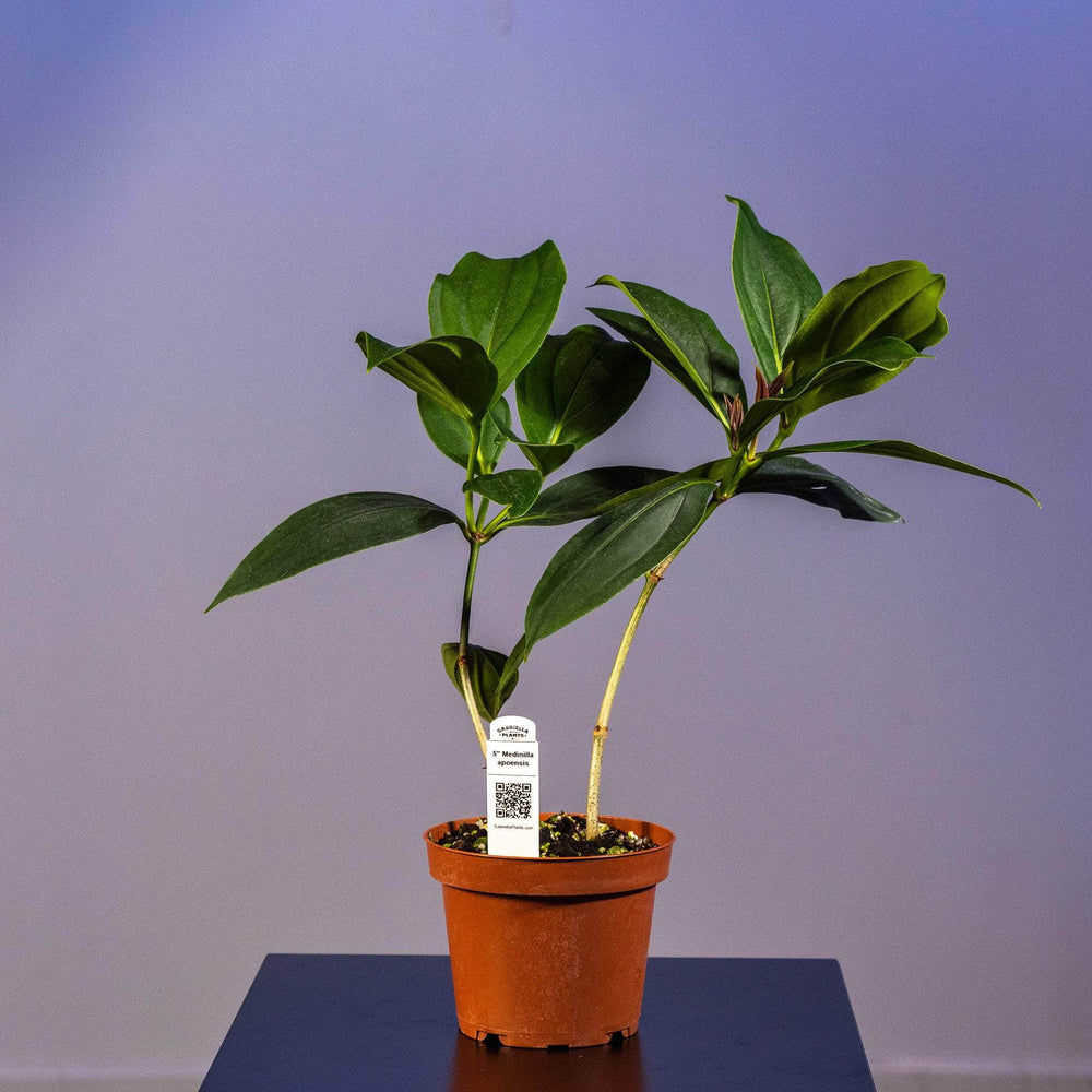 Gabriella Plants Other 5" Medinilla apoensis
