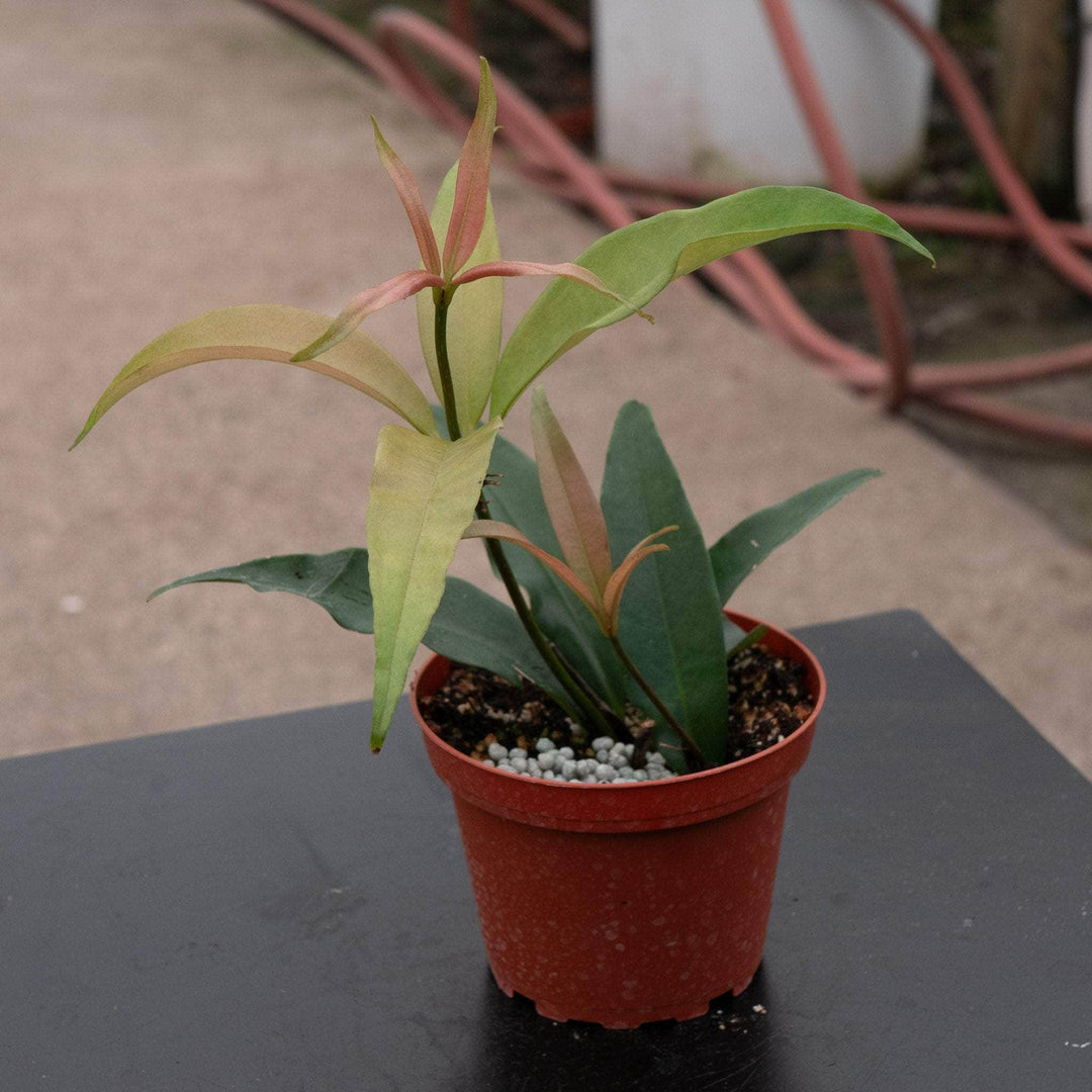 Gabriella Plants Medinilla 4" Medinilla balls-headleyi
