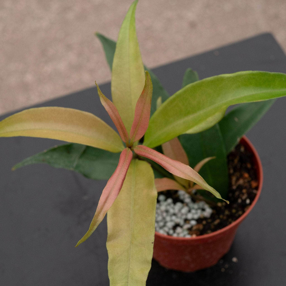 Gabriella Plants Medinilla 4" Medinilla balls-headleyi