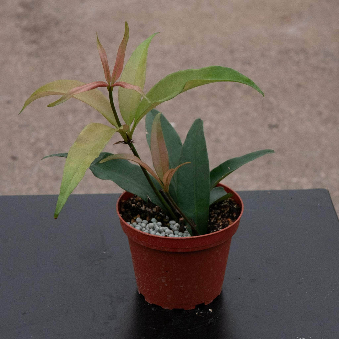 Gabriella Plants Medinilla 4" Medinilla balls-headleyi