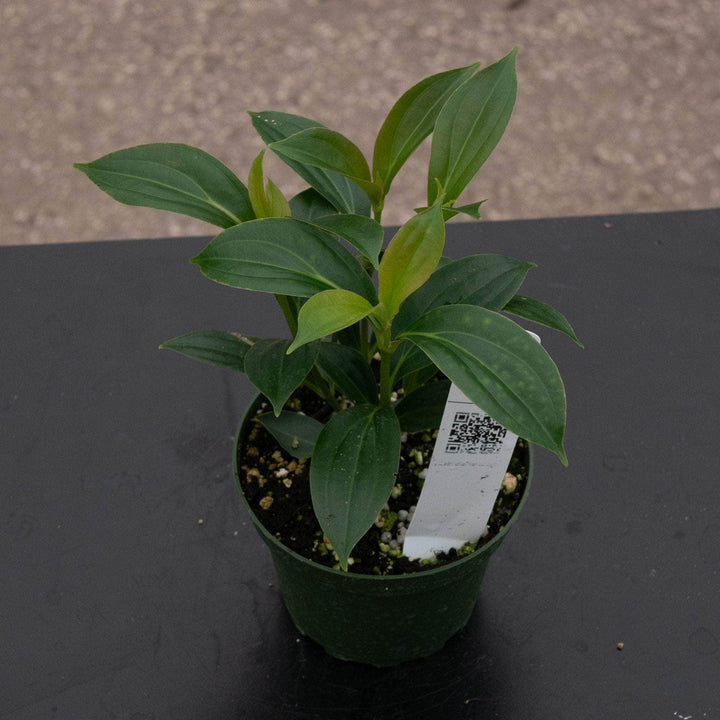 Gabriella Plants Other Medinilla cummingii