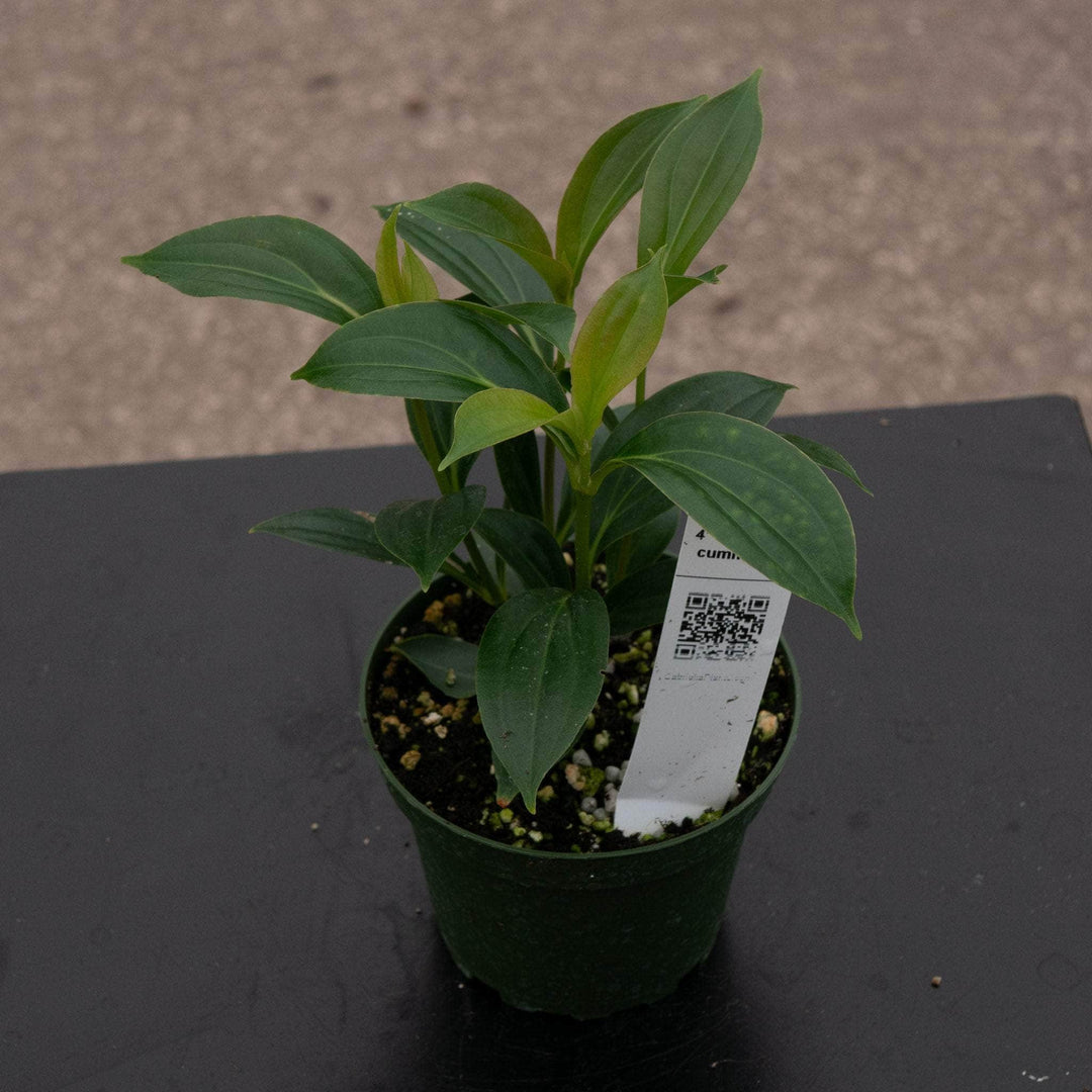 Gabriella Plants Other Medinilla cummingii