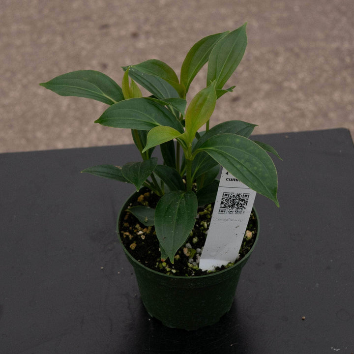 Gabriella Plants Other Medinilla cummingii