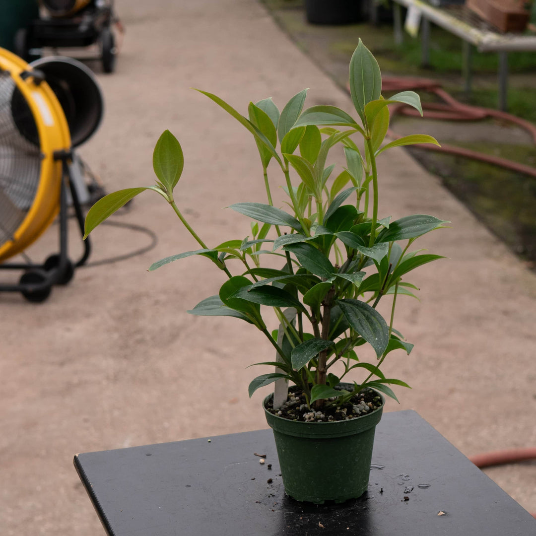 Gabriella Plants Other Medinilla cummingii