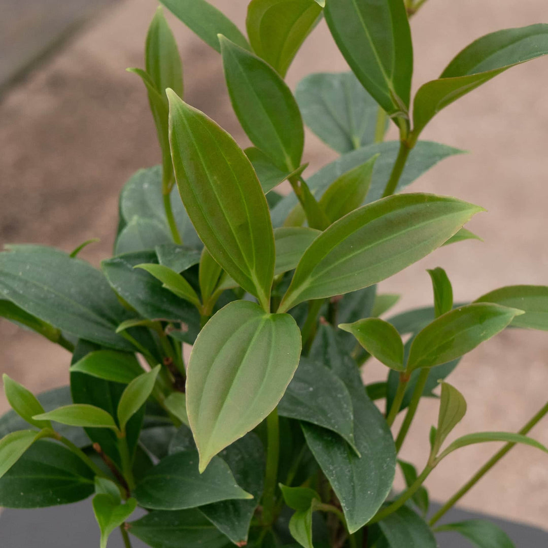 Gabriella Plants Other Medinilla cummingii