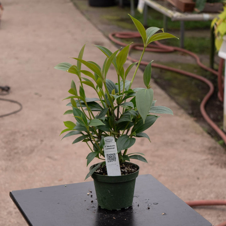 Gabriella Plants Other Medinilla cummingii