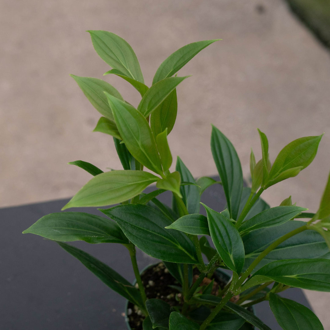 Gabriella Plants Other Medinilla cummingii