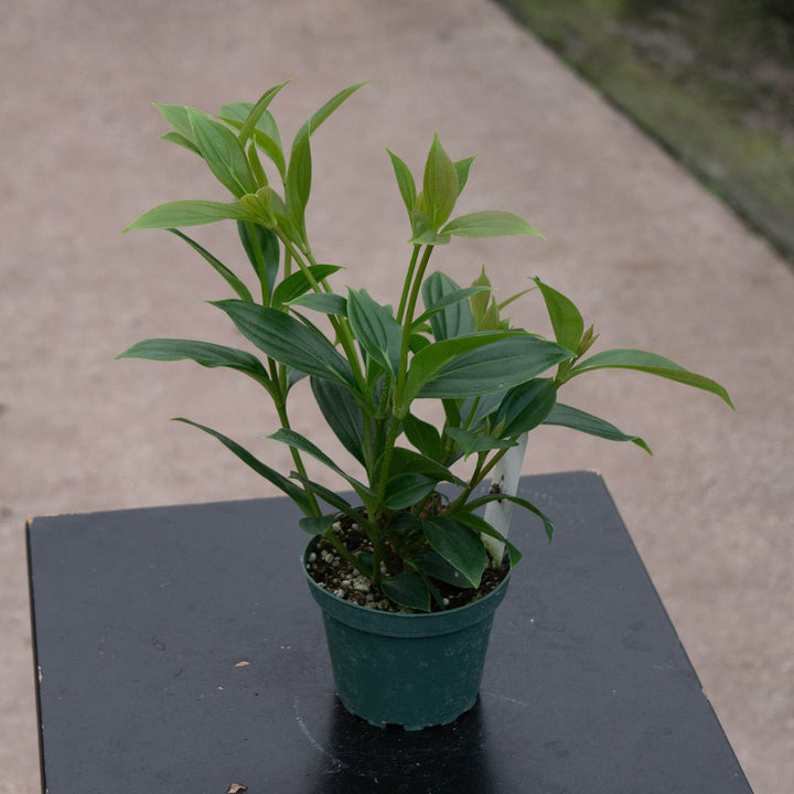 Gabriella Plants Other Medinilla cummingii