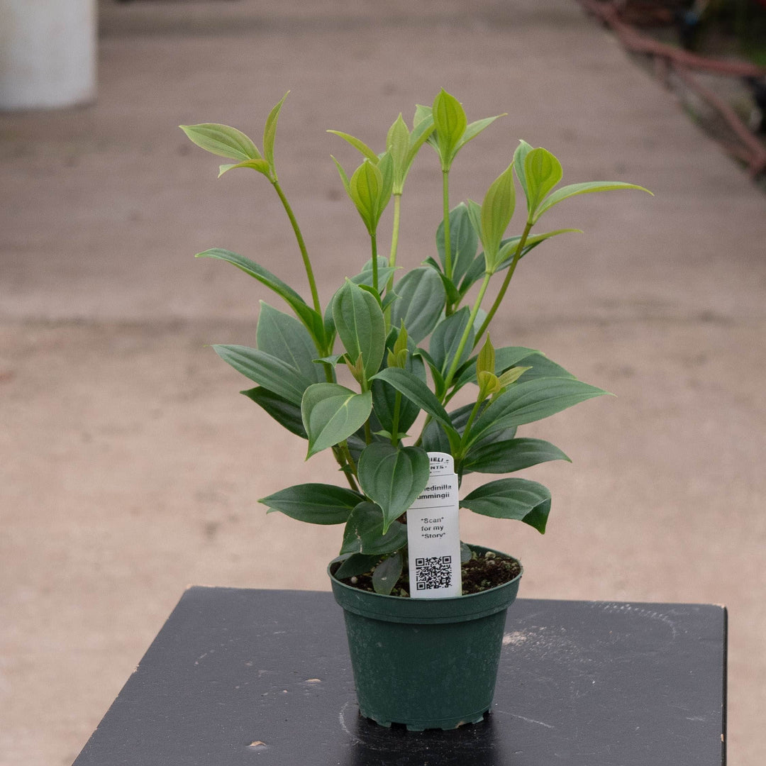 Gabriella Plants Other Medinilla cummingii