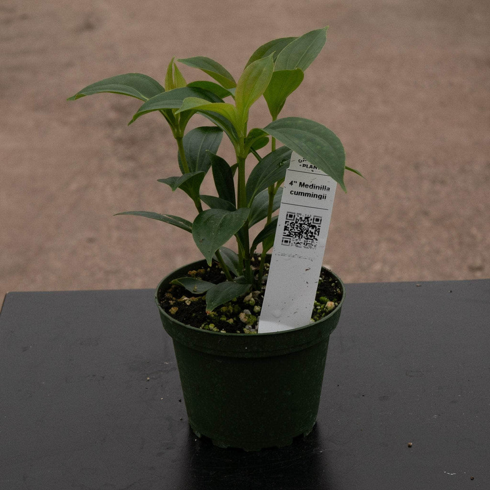 Gabriella Plants Other 4" Medinilla cummingii