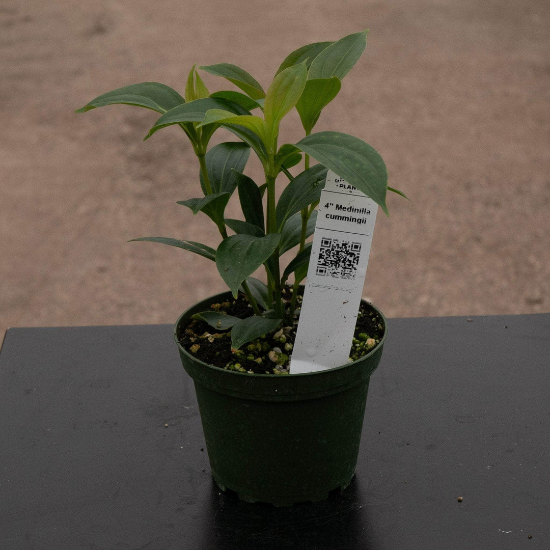 Gabriella Plants Other 4" Medinilla cummingii