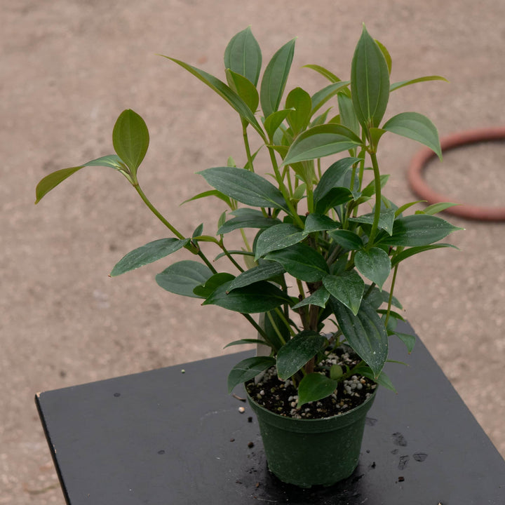 Gabriella Plants Other 4" Medinilla cummingii