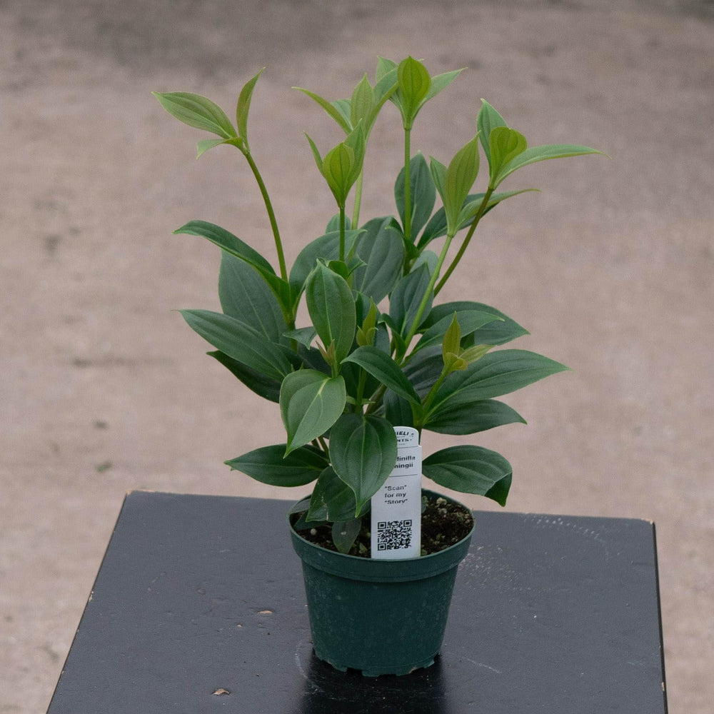 Gabriella Plants Other 4" Medinilla cummingii