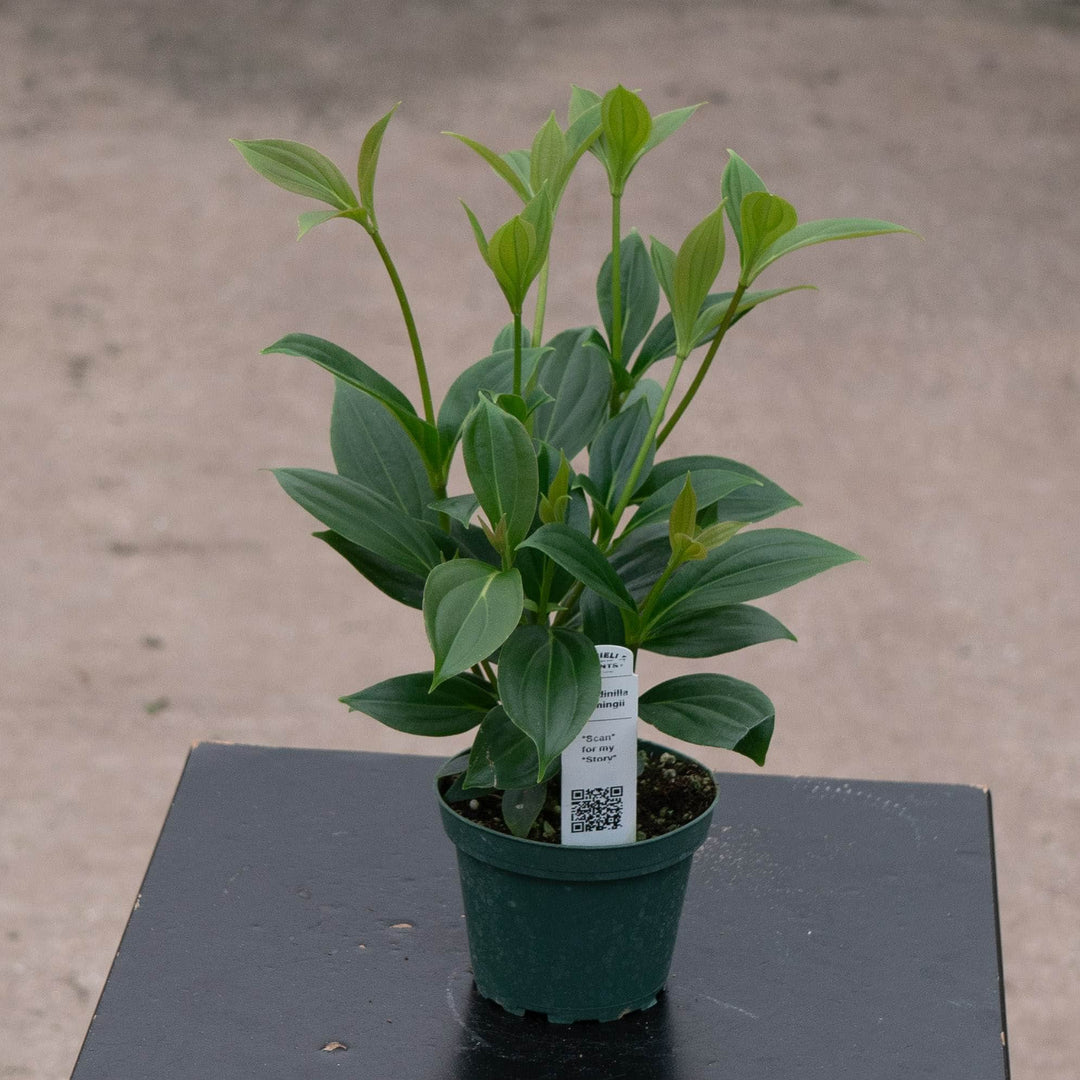Gabriella Plants Other 4" Medinilla cummingii