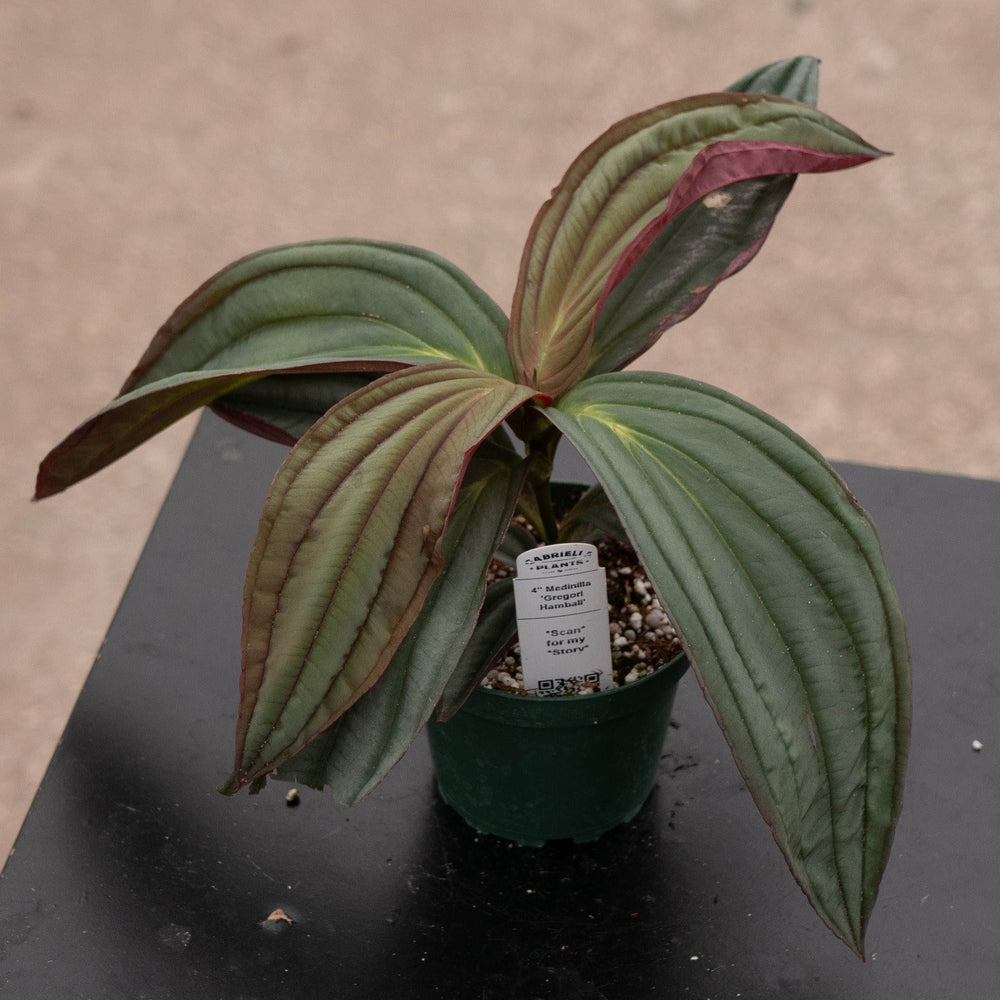 Gabriella Plants Other Medinilla ‘Gregori Hambali’