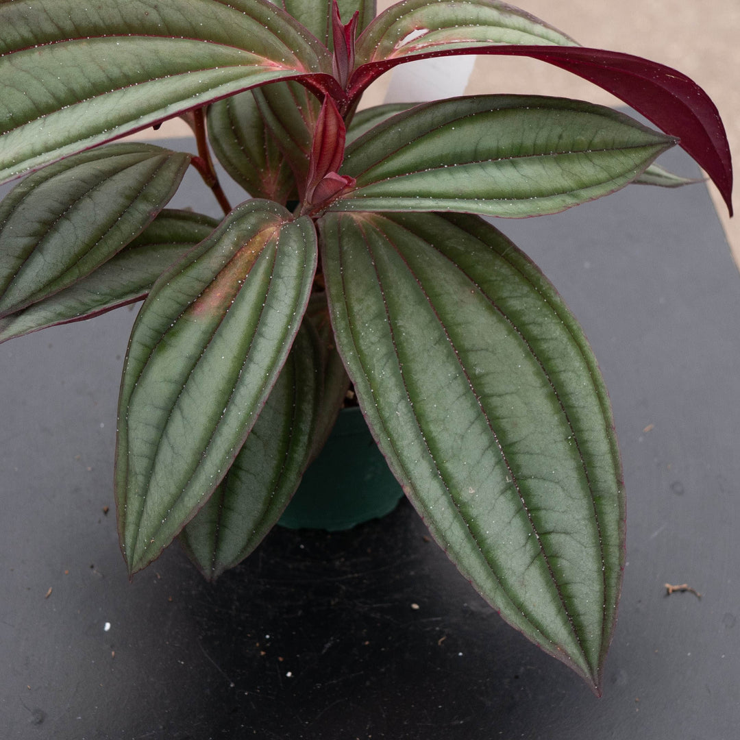 Gabriella Plants Other Medinilla ‘Gregori Hambali’