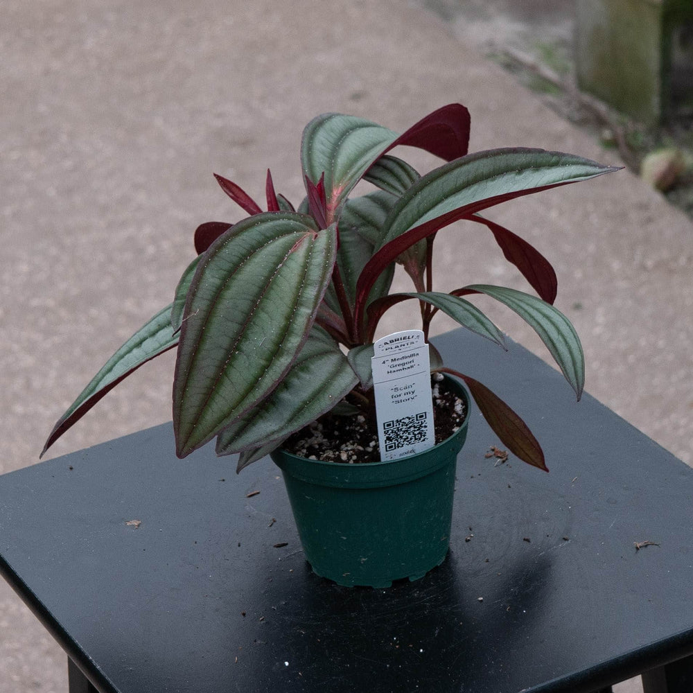 Gabriella Plants Other Medinilla ‘Gregori Hambali’