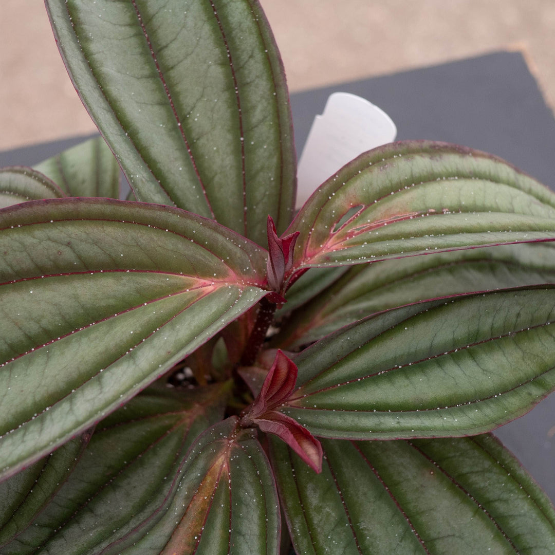 Gabriella Plants Other Medinilla ‘Gregori Hambali’