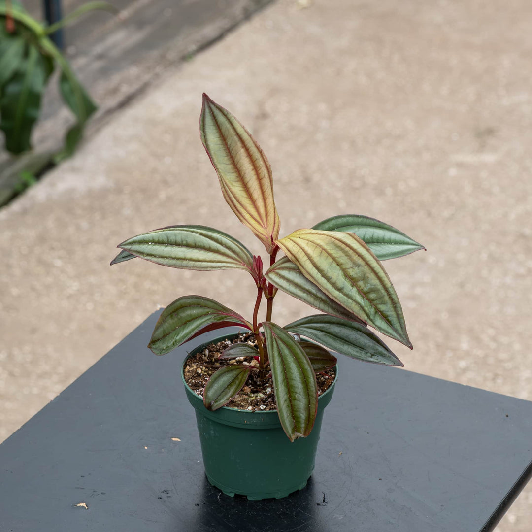 Gabriella Plants Other 4" Medinilla ‘Gregori Hambali’